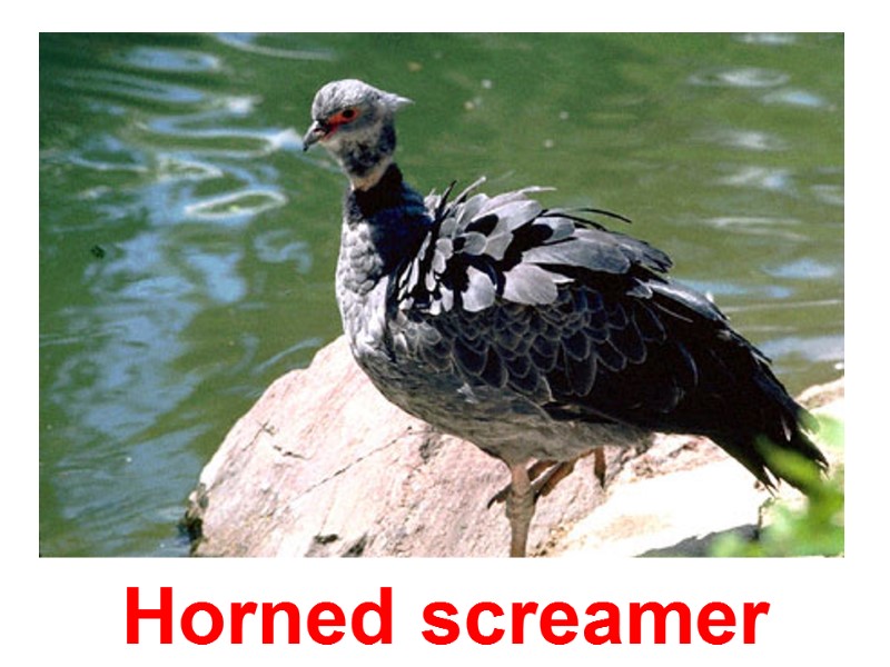 Horned screamer